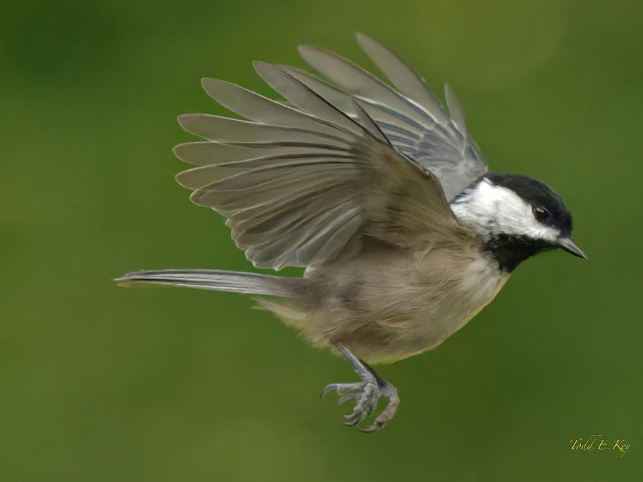 Flying Chick Photograph by Todd Key - Fine Art America