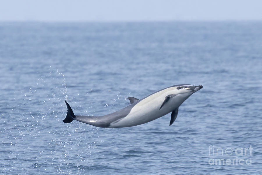 Flying Common Dolphin Photograph by Loriannah Hespe
