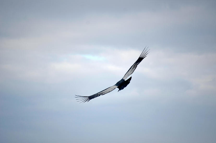 Flying condor patagonia Photograph by Marcos Radicella