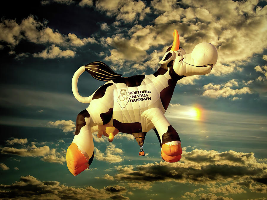 Flying Cow Photograph by Maria Coulson