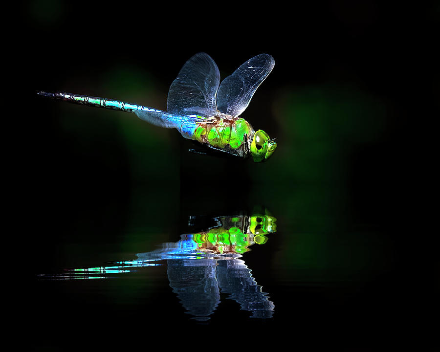 Flying Darner Dragonfly and Reflection Photograph by Mark Andrew Thomas