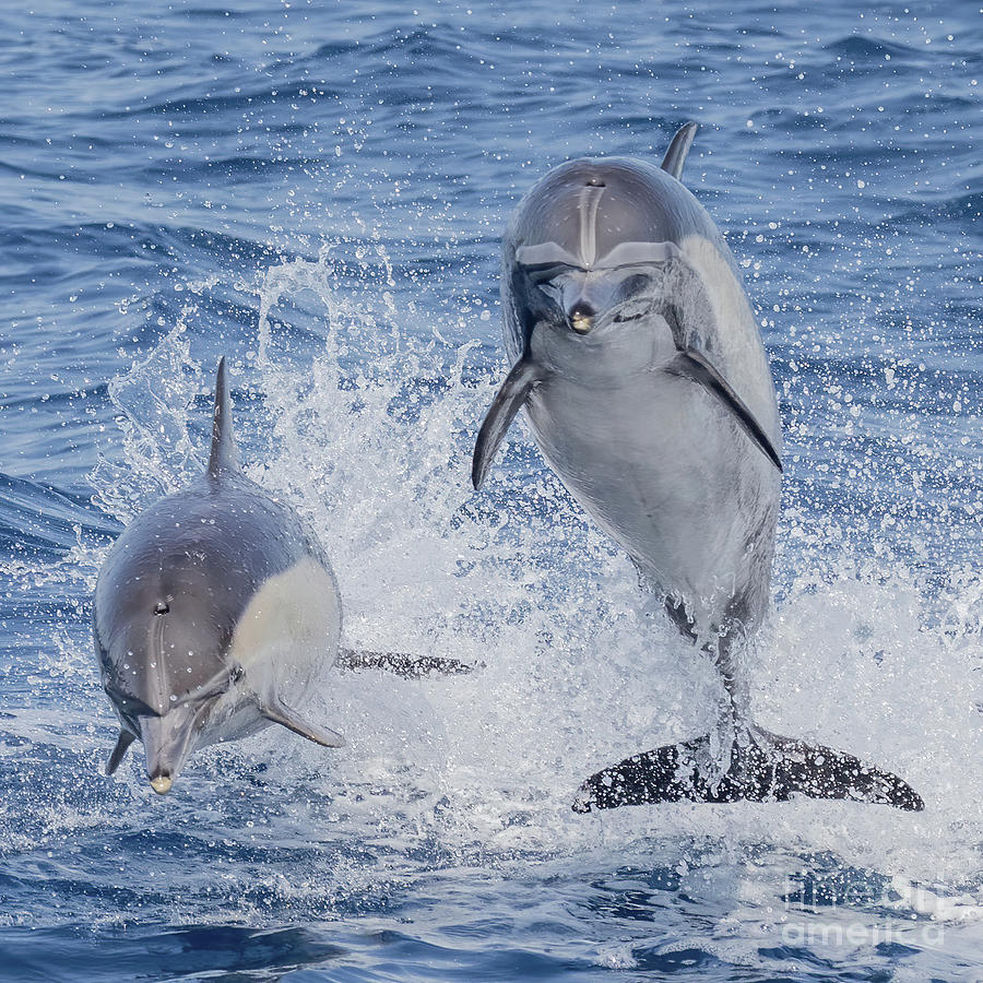 Flying Dolphin Friends Photograph by Loriannah Hespe