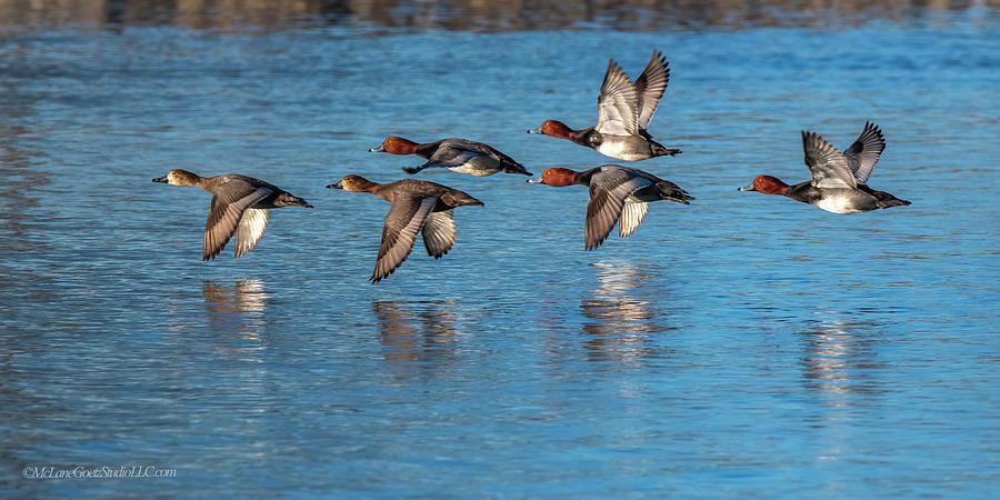 Flying Ducks At Stoney Creek Photograph