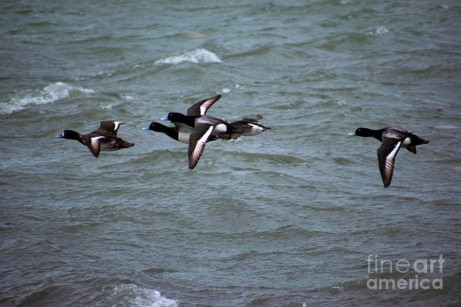 Flying Ducks Photograph by Bailey Maier