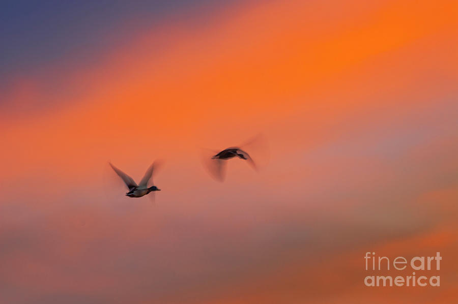 Flying ducks Photograph by Vicente Sargues