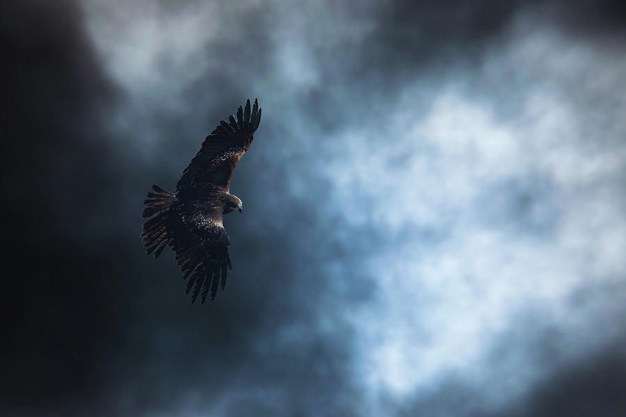 Flying Eagle Photograph by Amit Dabas - Fine Art America