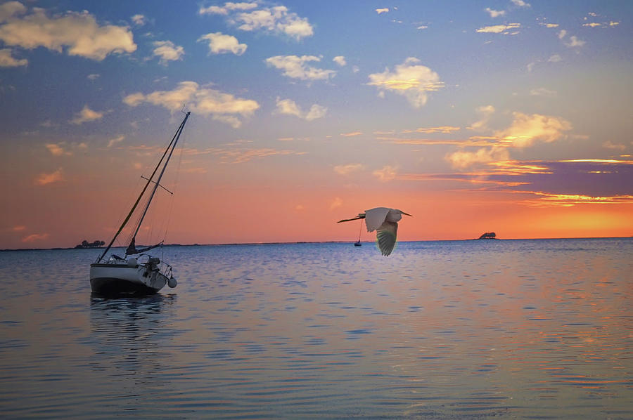 Flying Egret at Sunset Photograph by Bill Cannon