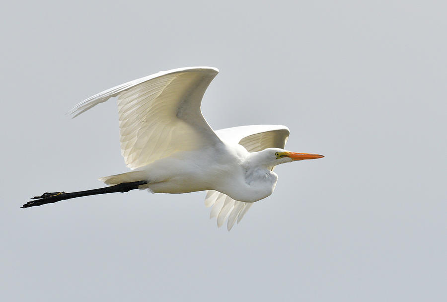Flying Egret Photograph by Paul Freidlund