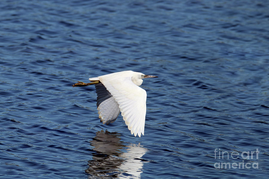 Flying Egret Photograph by Terri Waters