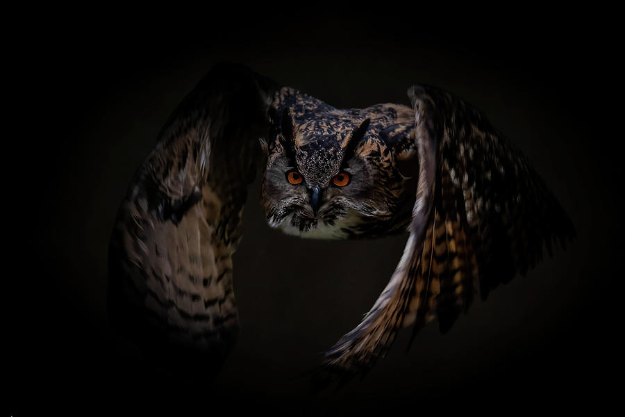 Flying European eagle owl Digital Art by Marjolein Van Middelkoop