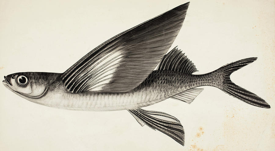 Flying Fish, Gypselurus Melanocercus Painting by John Otterbein Snyder