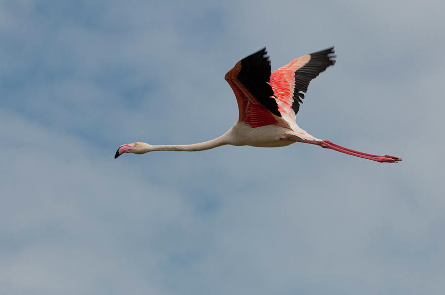 Flying flamingo Photograph by Pietro Ebner
