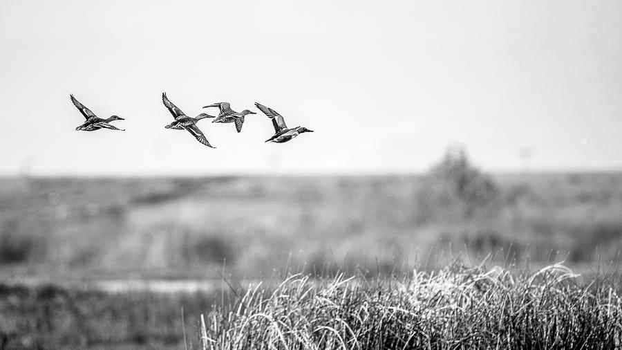 Flying Flock Northern Shoveler Ducks Photograph by Mike Fusaro