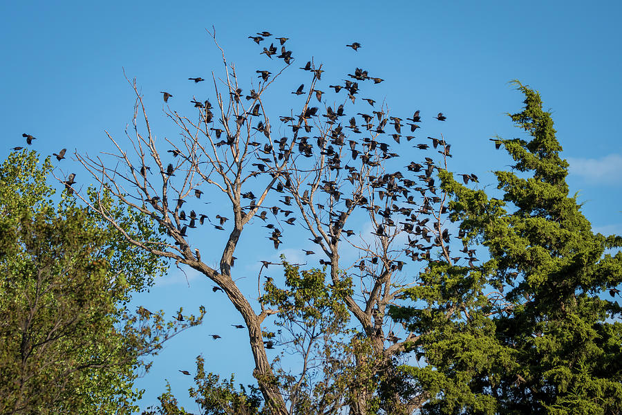 Flying Flock of Common Grackles Photograph by Debra Martz