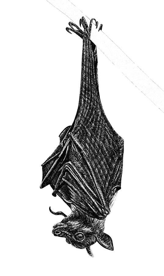 Flying fox bat Drawing by Loren Dowding - Fine Art America