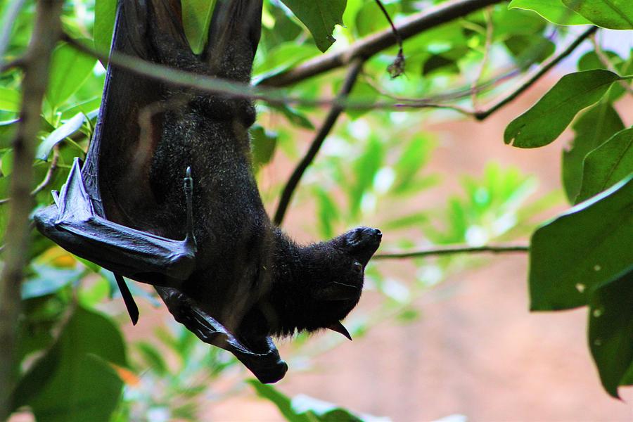 Flying Fox Five Photograph by Brittney Powers - Fine Art America