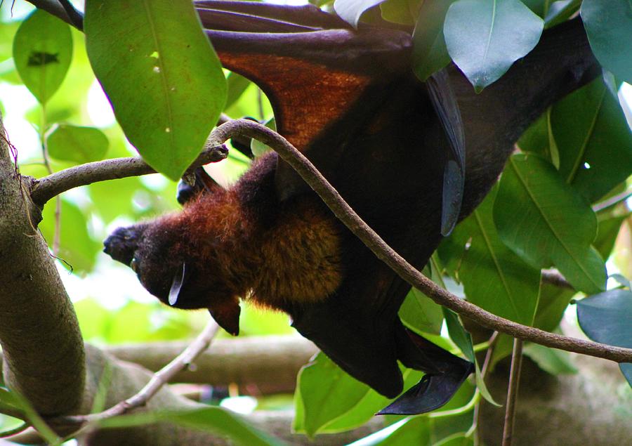 Flying Fox Four Photograph by Brittney Powers - Fine Art America