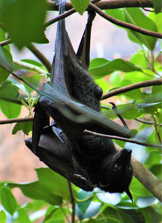 Flying Fox Seven Photograph By Brittney Powers - Fine Art America