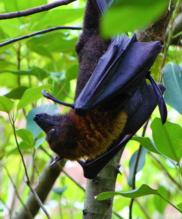 Flying Fox Ten Photograph by Brittney Powers - Fine Art America