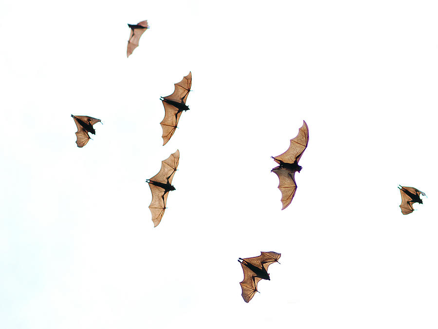 Flying foxes Photograph by Andrew Rutherford  - www.flickr.com/photos/arutherford1