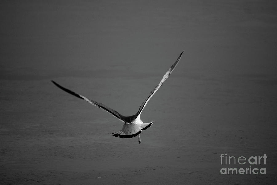 Flying Free Animal  Wildlife Black and White Photograph Photograph by PIPA Fine Art - Simply Solid