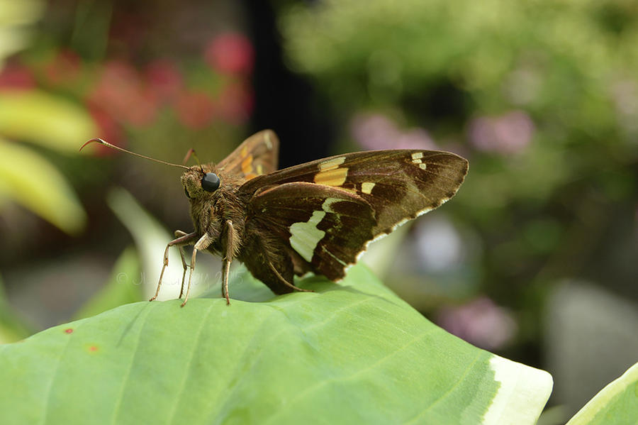 Flying Friend Photograph by Jeanne Kenney - Fine Art America