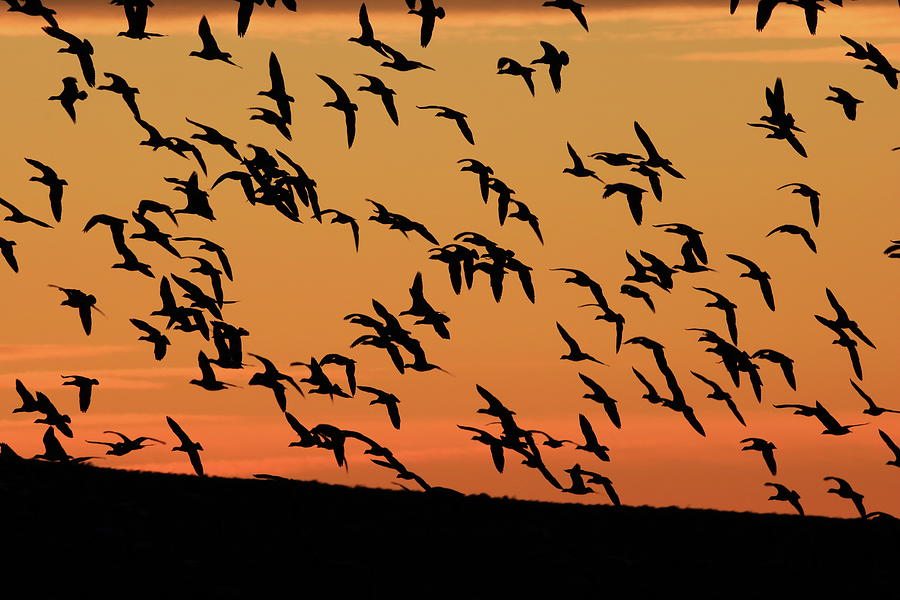 Geese Photograph - Flying Geese at Sunrise by Daniel Koglin