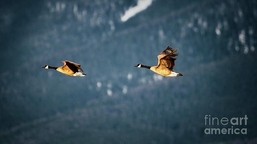 Flying geese Photograph by Thomas Nay