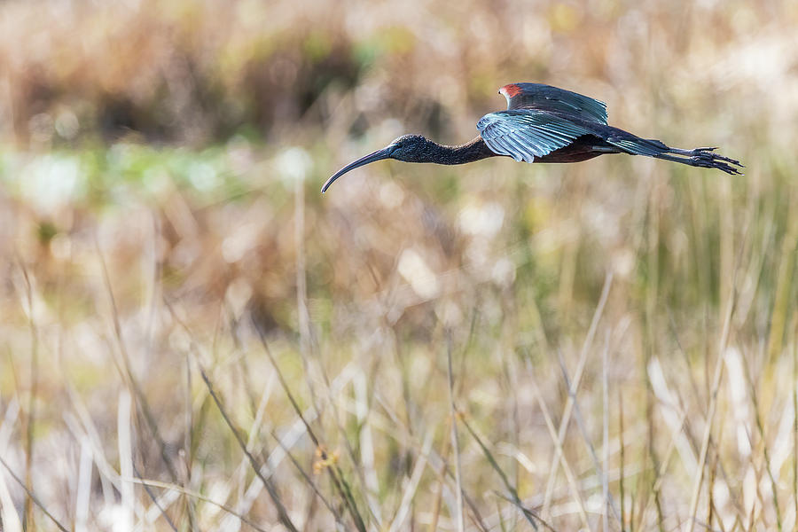 Flying Glossy Ibis Photograph by Joe Myeress