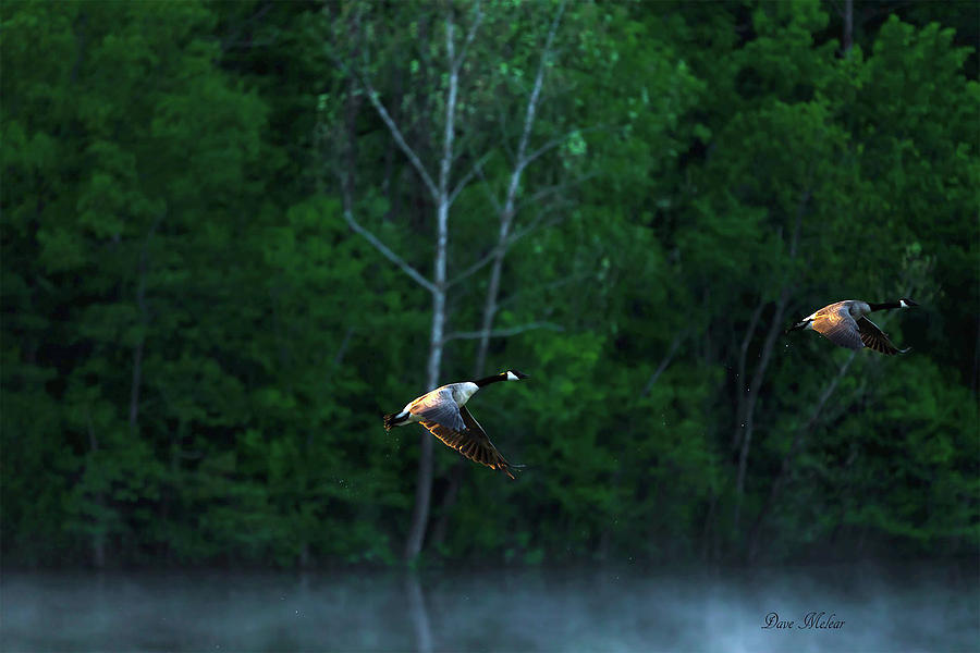 Flying Geese Photograph by Dave Melear