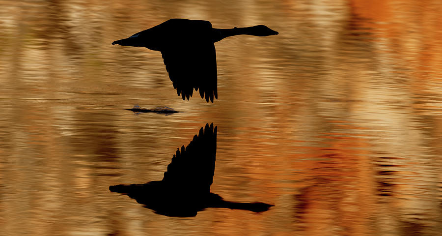 Flying Goose silhouette Photograph by Gary Langley