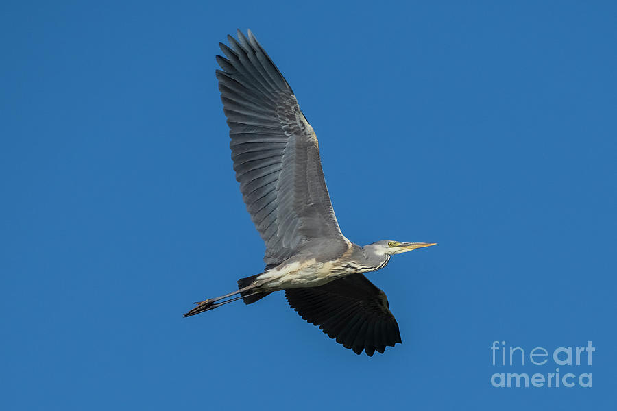 Flying Gray Heron Ardea cinerea Costa Ballena Cadiz Photograph by Pablo Avanzini