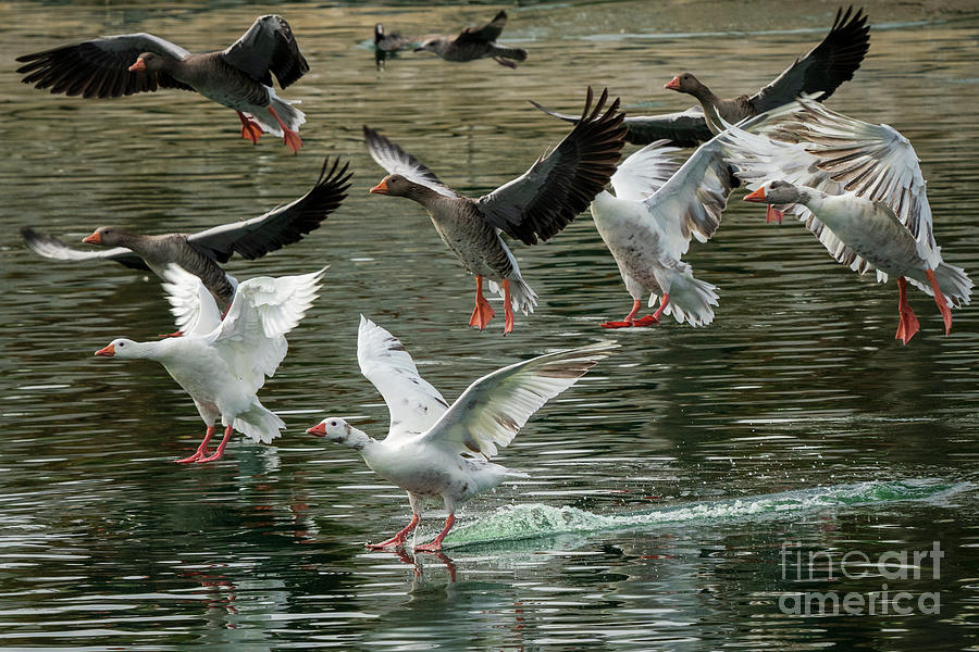 Flying Graylag Goose Anser anser Costa Ballena Cadiz Photograph by Pablo Avanzini