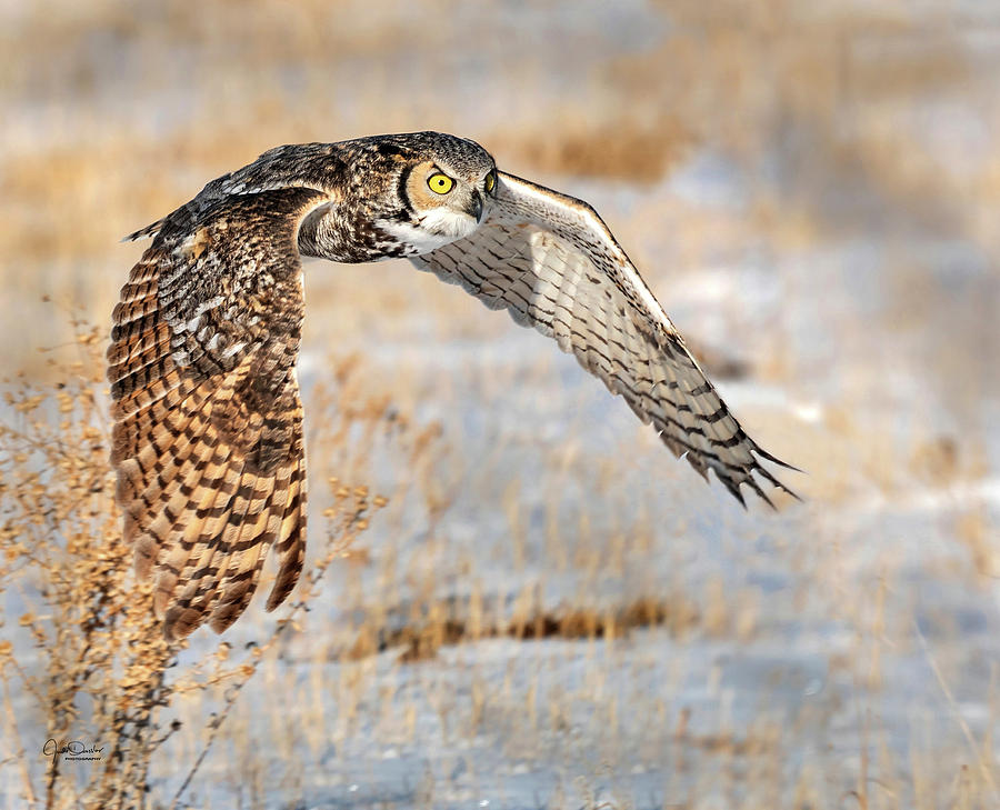 Flying Great Horned Owl Photograph