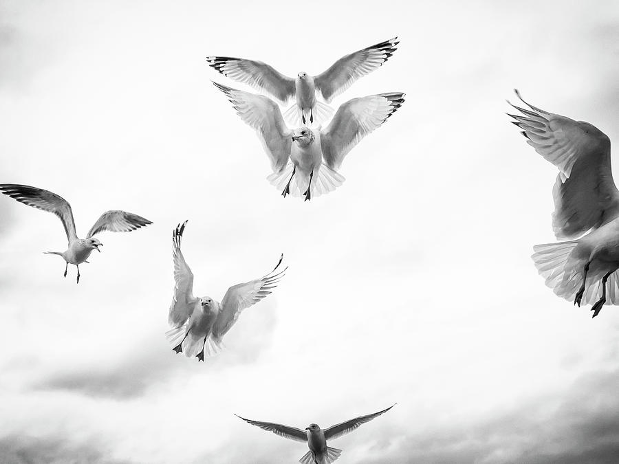 Flying Gulls Photograph by Cate Franklyn