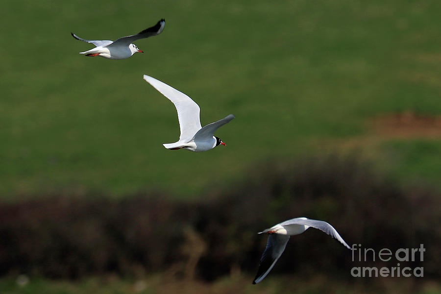 Flying Gulls Photograph