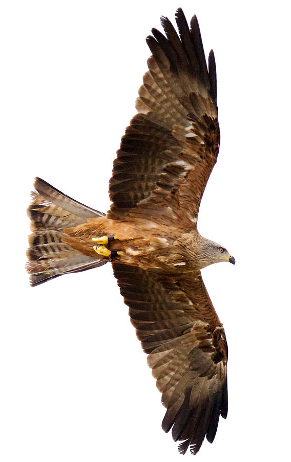 Flying hawk on white background Photograph by Rusm