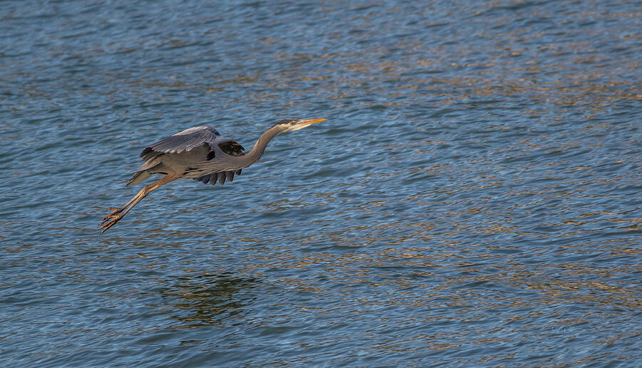 Flying Heron Photograph by Bill Posner