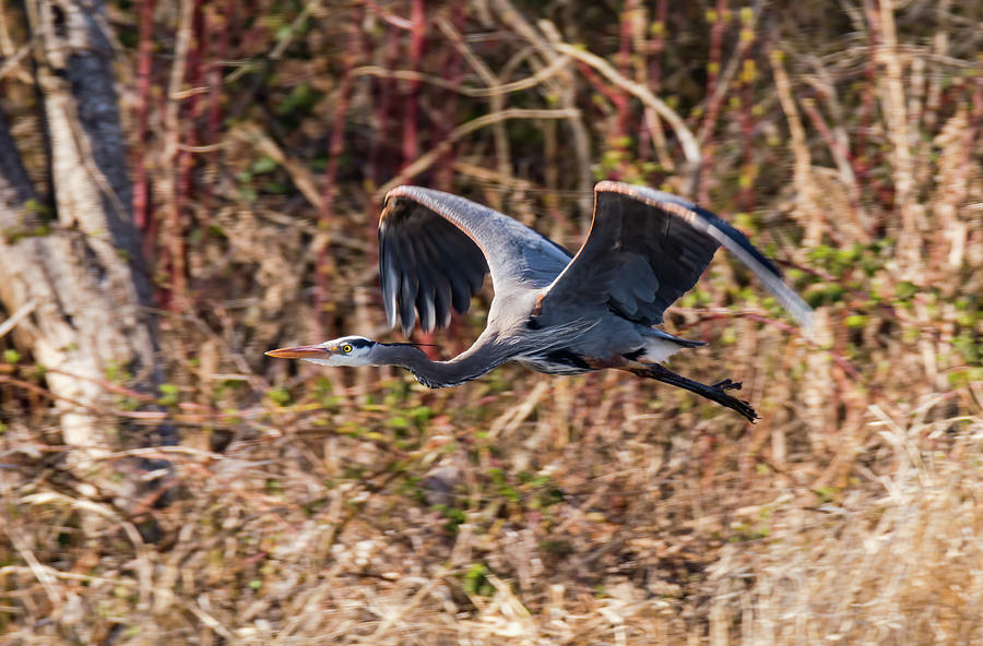 Flying Heron Photograph