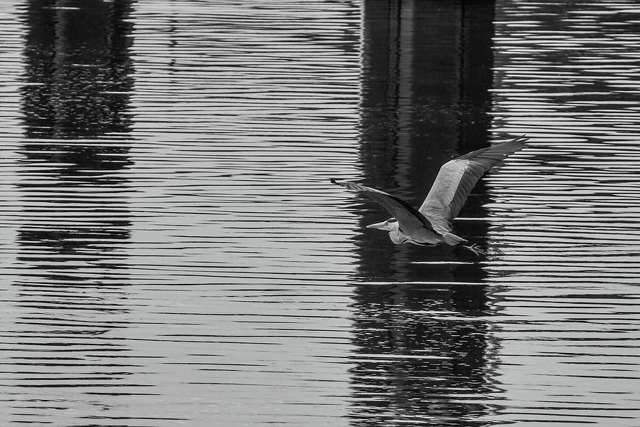 Flying Heron on the Main Photograph by John Haldane