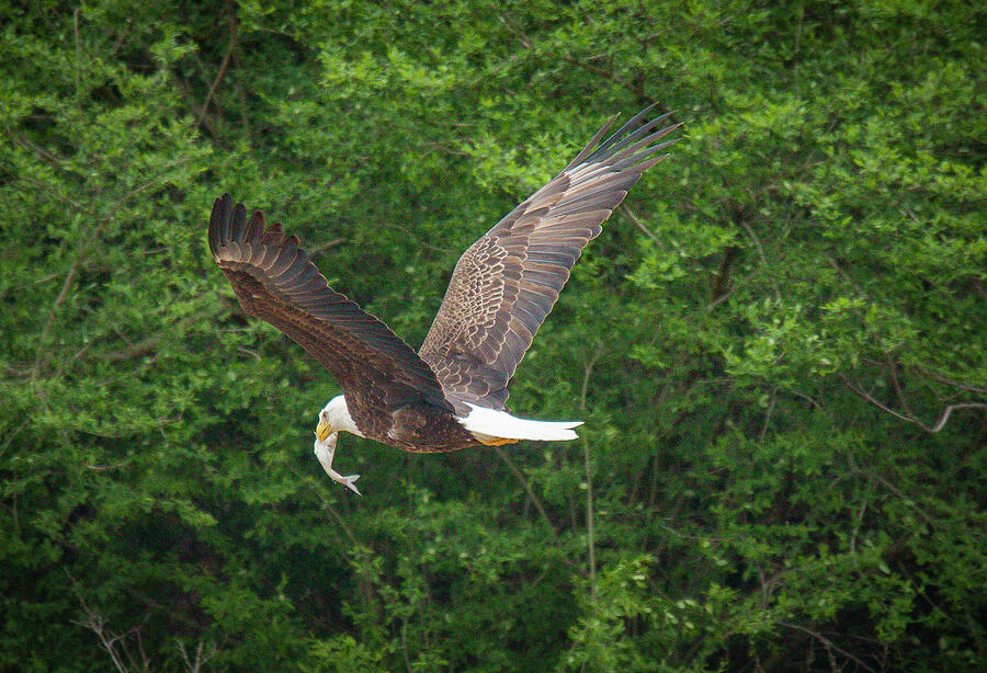 Flying High - American Bald Eagle 2 Photograph by Lisa Arview Flying High - American Bald Eagle 2 Photograph by Lisa Arview