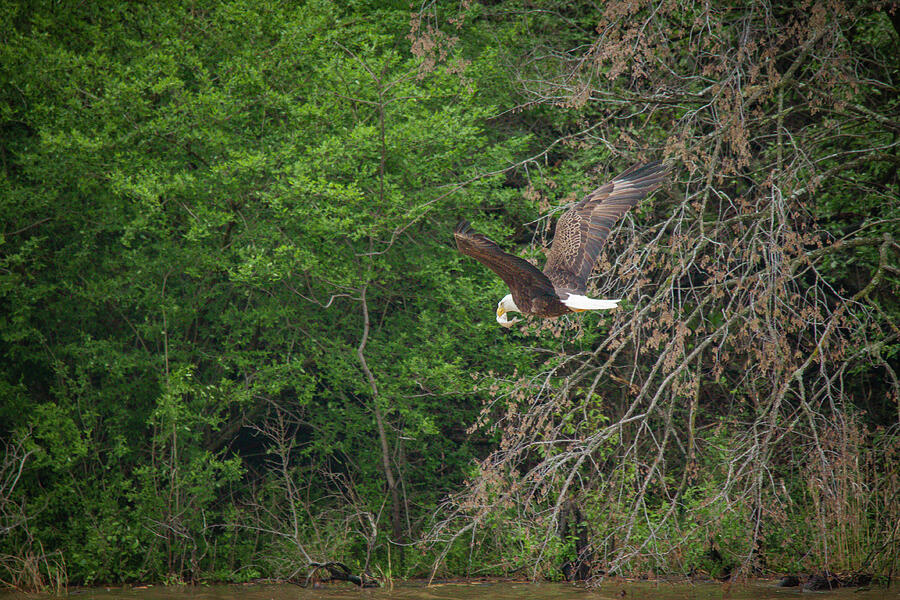 Flying High - American Bald Eagle 3 Photograph by Lisa Arview