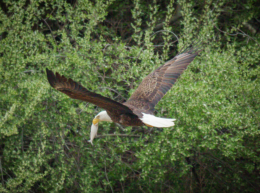 Flying High - American Bald Eagle Photograph by Lisa Arview Flying High - American Bald Eagle Photograph by Lisa Arview