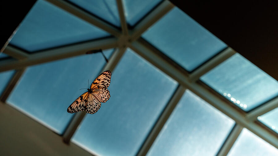 Flying High in the Atrium Photograph by Jason Fink