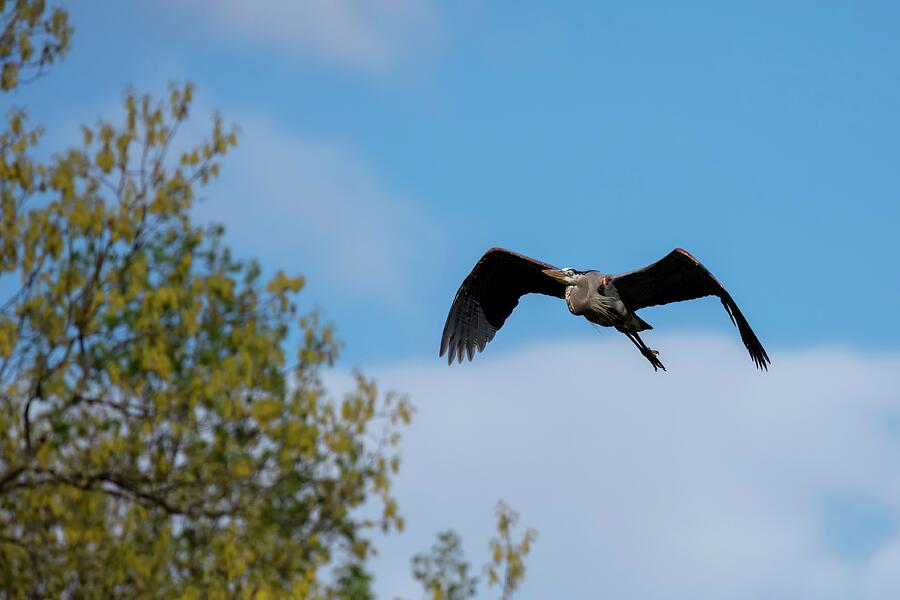 Nature Photograph - Flying High by Unbridled Discoveries Photography LLC