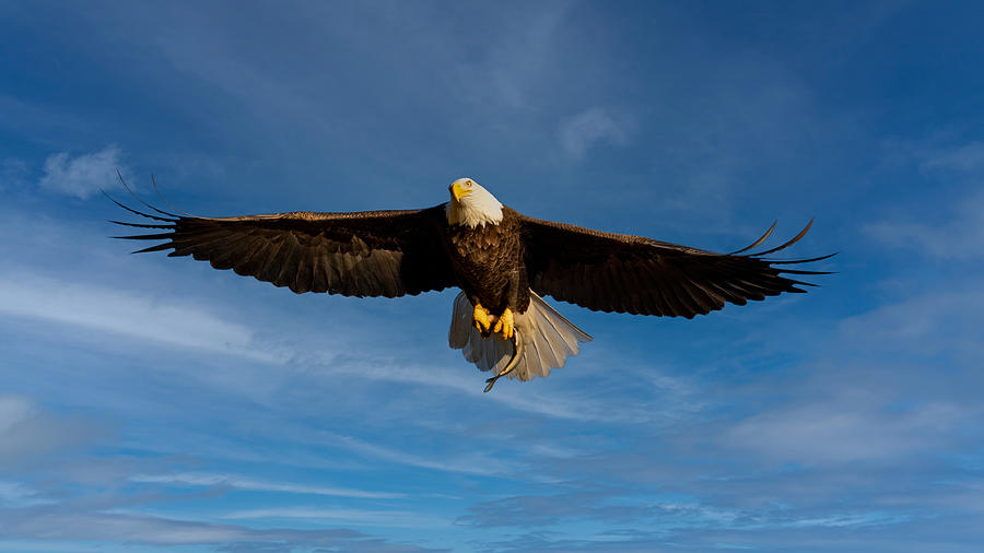 Flying higher Photograph by M Shoemaker - Fine Art America