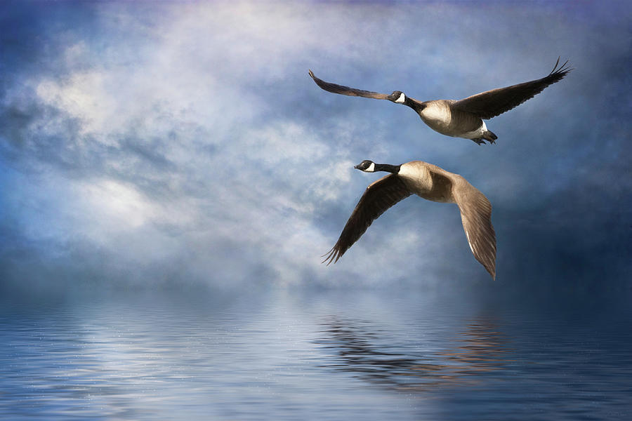 Geese Digital Art - Flying Home by Nicole Wilde