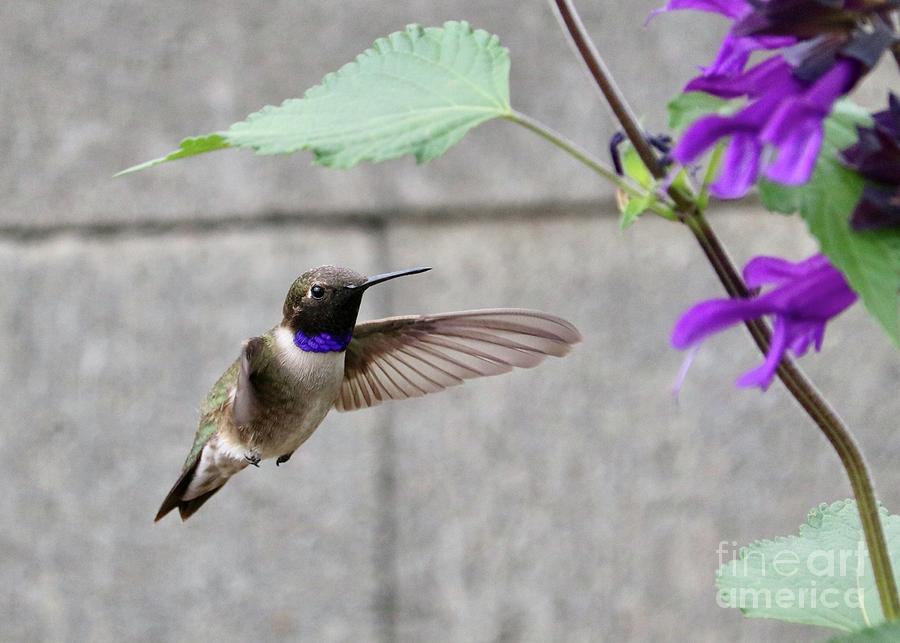 Flying Hummingbird in Gray Photograph by Carol Groenen