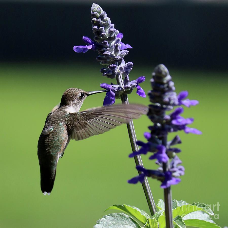 Flying Hummingbird on Purple Flower Square Photograph by Carol Groenen