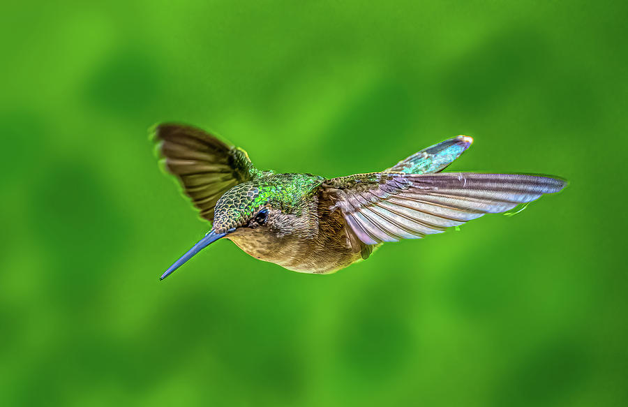 Flying Hummingbird Photograph by Paul Freidlund
